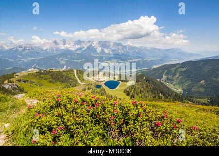 Vista aerea dalla montagna e Gasselhoehe Rippetegg con fiore Alpenrose al lago blu e distante la gamma della montagna Dachstein in Alpi austriache Foto Stock