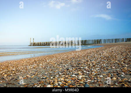 Conchiglie sulla spiaggia di Zoutelande durante una giornata di sole in primavera con bassa profondità di campo DOF) e un basso angolo di visione. Foto Stock