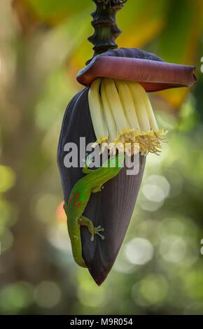 Un colorato Gecko su una banana blossom Foto Stock