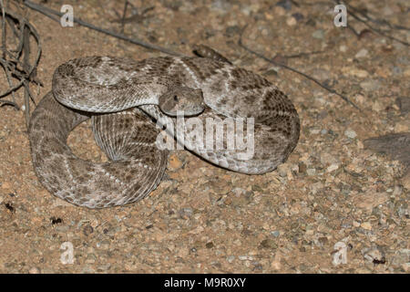 Western diamondback rattlesnake in posizione difensiva. Foto Stock