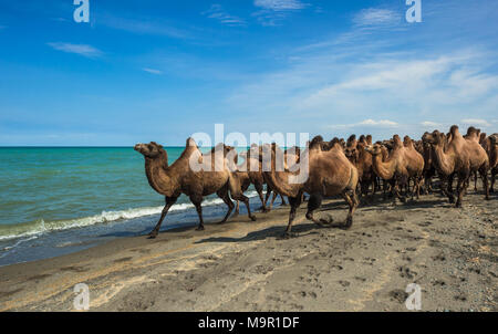 Gregge di cammelli (Camelus ferus) sulle rive del Lago Uvs, Mongolia Foto Stock