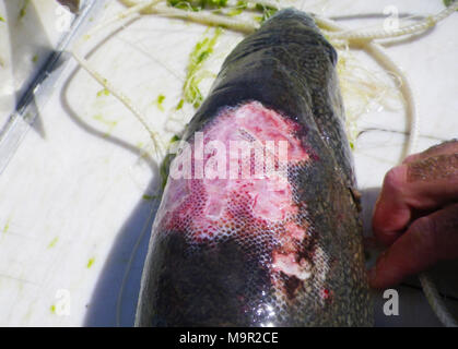 Trota di lago con grave lampreda di mare ferite. Trota di lago con grave lampreda di mare ferite Foto Stock