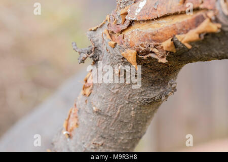 Un ramo di s crabapple tree, Malus, mostrando congelare danneggiato, corteccia. Oklahoma, Stati Uniti d'America Foto Stock