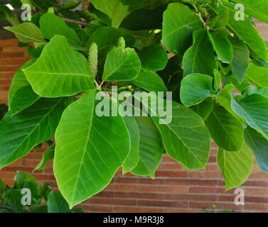 Frutti e foglie verdi di un cetriolo albero di magnolia Foto Stock