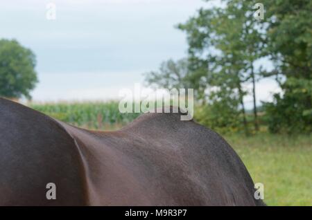 Due castrazione amici di campo appena uscendo a loro volta fuori paddock per una corsa e pascolo Foto Stock