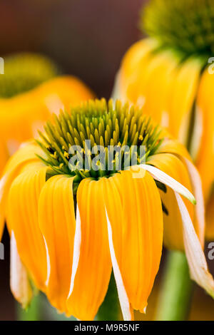 Echinacea fiori gialli che sbocciano. Echinacea utilizzata nella medicina alternativa a un sistema immun booster. Foto Stock
