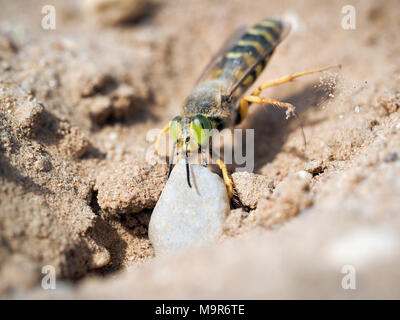 Bembix rostrata è di scavare un buco nella sabbia. Sabbia wasp trascinando una grande pietra Foto Stock
