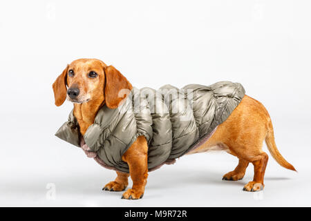 Studio shot di un adorabile piccolo cane bassotto indossando panno invernale Foto Stock