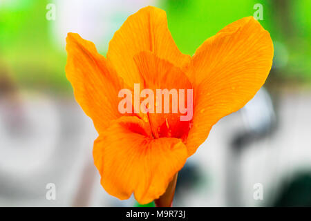 Giallo Canna lilly isolare in primavera estate dopo la pioggia al mattino, costo tecnico-up. Foto Stock