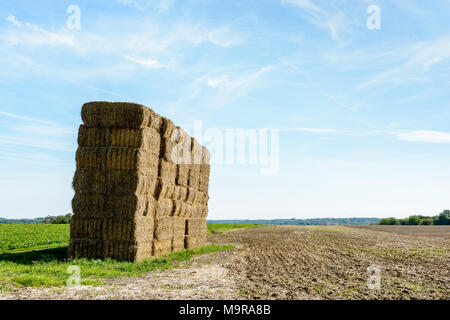 Inizio in autunno, dopo aver raccolto il grano, i gambi secchi di grano sono raccolte in balle di paglia che vengono quindi impilati nel campo prima di bein Foto Stock