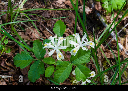 Iris chrysophylla o Yellowleaf Iris e la quercia di veleno crescente vicino a forcella del nord del fiume McKenzie nel sud della Oregon Foto Stock