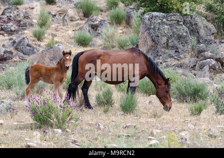 Free living Garrano cavalli in Faia Brava riserva naturale, Western Iberia area rewilding, Portogallo Foto Stock