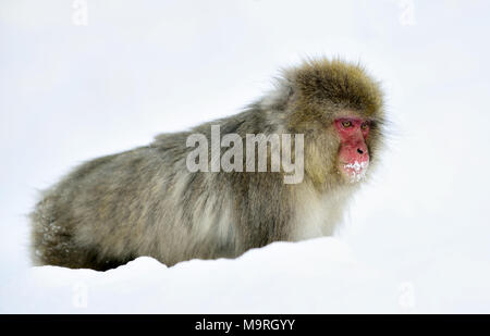 Neve scimmia nella neve. Stagione invernale. I giapponesi macaque ( nome scientifico: Macaca fuscata), noto anche come la neve scimmia. Foto Stock