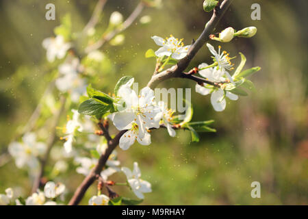 Il tempo primaverile fioritura alberi da frutto Foto Stock