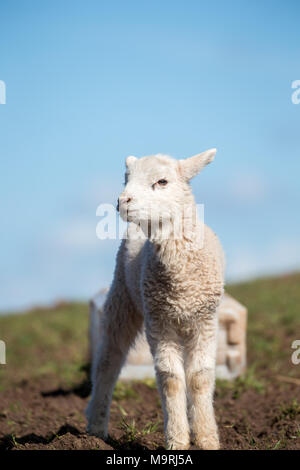 Close up di giovani, carino, solitaria, neonato agnello, isolato in piedi sul pendio erboso, contro una molla blu cielo, cercando la sua mamma. L'agricoltura britannica. Foto Stock