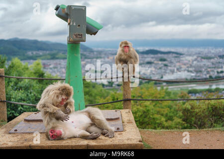 Vista dall'alto di Kyoto Arashiyama dalla montagna con le scimmie e binoculare, giorno nuvoloso, concentrarsi sulle scimmie in primo piano Foto Stock