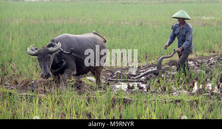 L'agricoltore aratura, Bandung Wisata, Java, Indonesia. Foto Stock