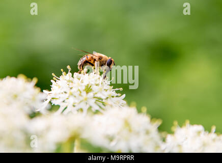 Il miele delle api su un bianco e giallo fiore con un fuori fuoco natura verde dello sfondo. Foto Stock