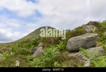 Le rocce metamorfiche cucciolata Glen fianchi ricoperti di licheni e circondato da Scottish Fauna come fioritura Heather, felci e wild Foxgloves. Foto Stock