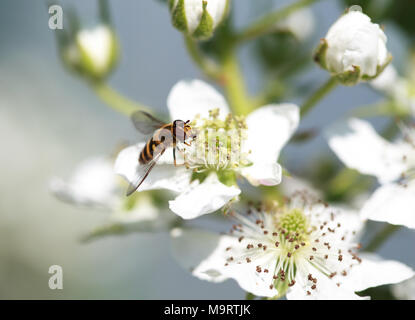 Spilomiya big-eyed (Spilomyia diophthalma), una famiglia di mosche, hoverflies (Syrphidae) su Bianco fiore al lampone Foto Stock