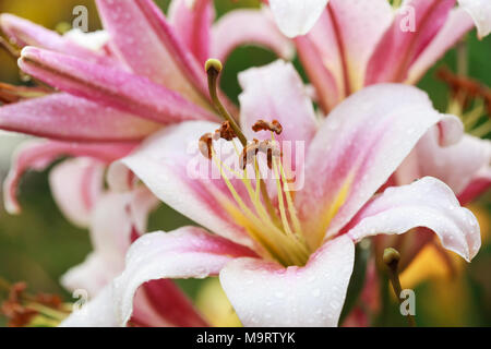 Gigli rosa dopo la pioggia, il fuoco selettivo sulla stami, macro Foto Stock