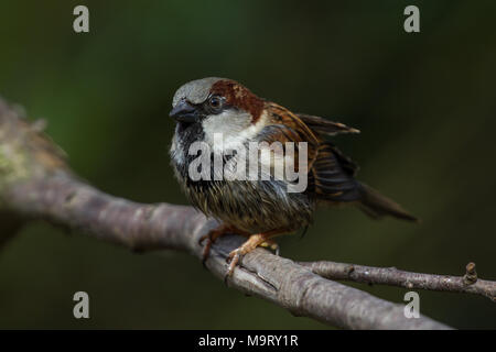 Casa Passero. Passer domesticus. Ritratto di singolo adulto maschio, bagnata dalla balneazione. West Midlands. Isole britanniche. Foto Stock