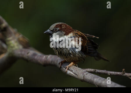 Casa Passero. Passer domesticus. Ritratto di singolo adulto maschio, bagnata dalla balneazione. West Midlands. Isole britanniche. Foto Stock