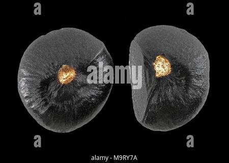 Asparagus officinalis, asparagi, Spargel, semi, vicino, della dimensione del seme di 3-4 mm Foto Stock