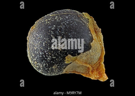 Chenopodium bonus-henricus, buon re Henry, Guter Heinrich, sementi, vicino, della dimensione del seme 2 mm Foto Stock