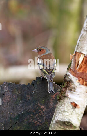 Maschio adulto fringuello, Fringilla coelebs, Inghilterra, Regno Unito. Foto Stock