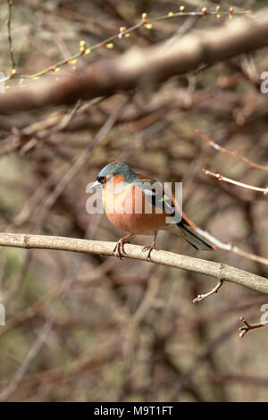 Maschio adulto fringuello, Fringilla coelebs in undergrowthl, Inghilterra, Regno Unito. Foto Stock