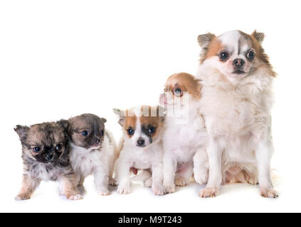 Cuccioli chihuahua e adulti di fronte a uno sfondo bianco Foto Stock