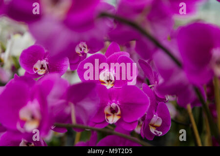 Fiori dell'orchidea Foto Stock