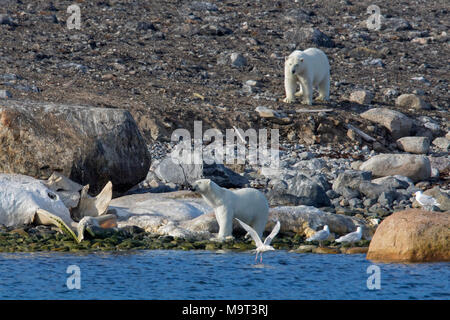 Due orsi polari (Ursus maritimus / Thalarctos maritimus) alimentazione sulla carcassa del filamento balena morto lungo la costa delle Svalbard, Spitsbergen, Norvegia Foto Stock