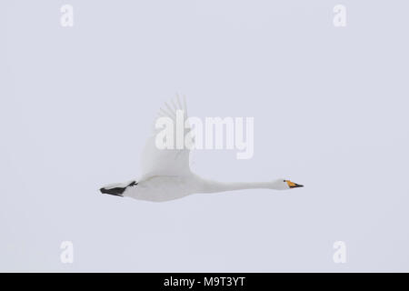 Whooper swan (Cygnus cygnus) in volo in inverno Foto Stock