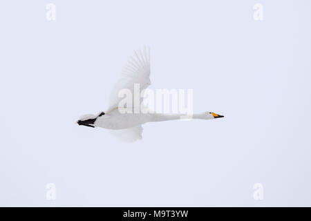 Whooper swan (Cygnus cygnus) in volo in inverno Foto Stock