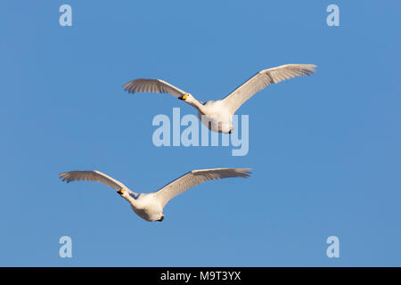 Due cigni whooper (Cygnus cygnus) in volo contro il cielo blu Foto Stock