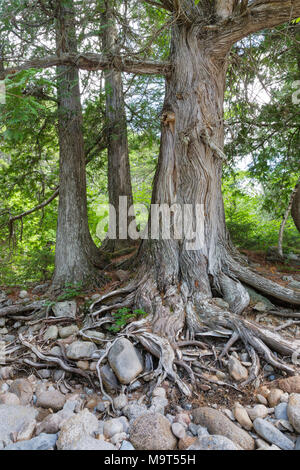 Cedro bianco (Thuja occidentalis) alberi lungo il Pemi East Side Trail nel deserto Pemigewasset dei Monti bianchi, New Hampshire USA. Foto Stock