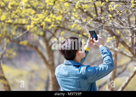 L'uomo prendendo Cornus officinalis foto di fiori in primavera Foto Stock