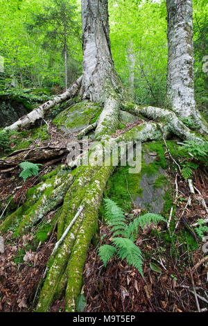 Yellow Birch sulla collina rocciosa del Monte blu nella tacca parente dei Monti bianchi, New Hampshire USA. Foto Stock