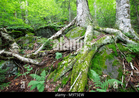 Yellow Birch sulla collina rocciosa del Monte blu nella tacca parente dei Monti bianchi, New Hampshire USA. Foto Stock