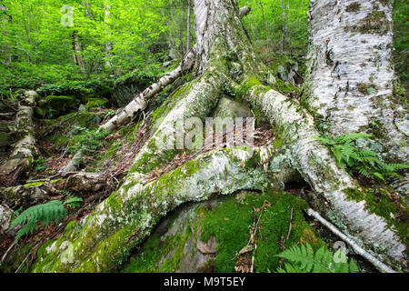 Yellow Birch sulla collina rocciosa del Monte blu nella tacca parente dei Monti bianchi, New Hampshire USA. Foto Stock