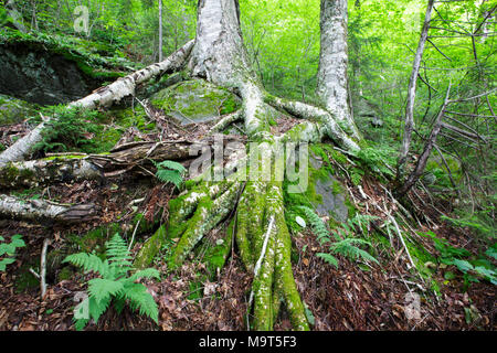 Yellow Birch sulla collina rocciosa del Monte blu nella tacca parente dei Monti bianchi, New Hampshire USA. Foto Stock