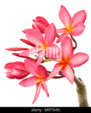 Rossi freschi fiori di frangipani isolati su sfondo bianco Foto Stock