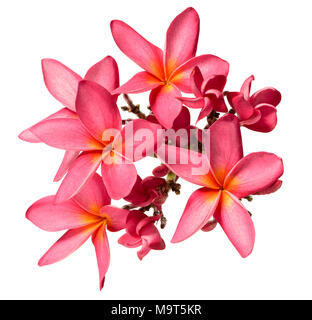 Rossi freschi fiori di frangipani isolati su sfondo bianco Foto Stock