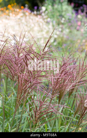 Miscanthus sinensis 'Rotsilber'. Foto Stock