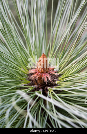 Pinus montezumae 'Sheffield Park' coni. Foto Stock