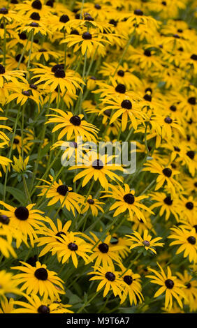 Rudbeckia fulgida var. Deamii in un confine erbacee. Foto Stock