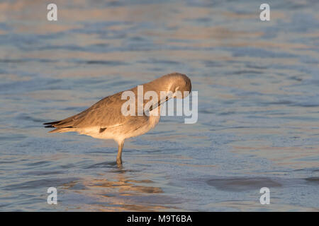 Un preening willet in piedi al surf. Foto Stock