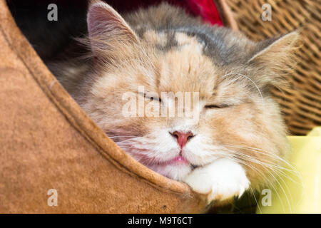 Gatto,kitty isolare su sfondo,vista frontale dall'alto costo tecnico-up. Foto Stock